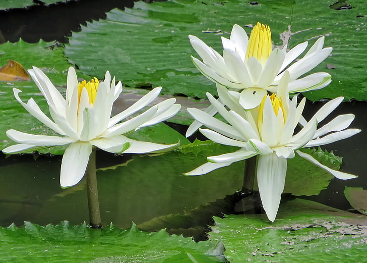lilia wodna, Grążel żółty, Lilia biała, rośliny wodne, biały, płatki, wody