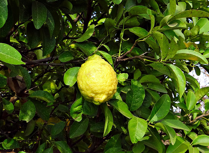 Citron, ovocie, kyslá, Vitamín c, hulikatti, India