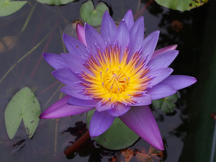 lotus, purple, flower, plant, natural, water Lily, nature