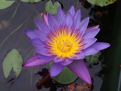 Lotus, лилаво, цвете, растителна, естествени, водна лилия, природата
