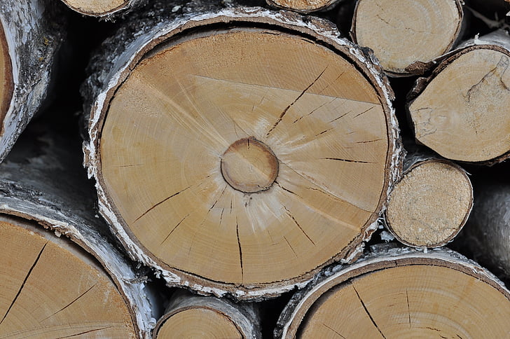 дървен материал, стволове, бреза, бреза дърво, дървен материал, природата