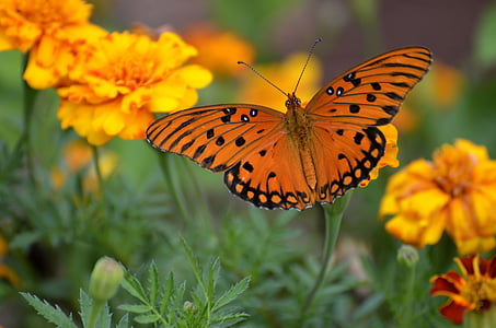 papillon nacré du Golfe, insecte, papillon, nacré., nature, Golfe, orange