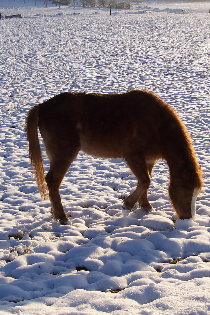 ponijs, zirgs, ziemas, sniega, dzīvnieku, daba, saimniecības