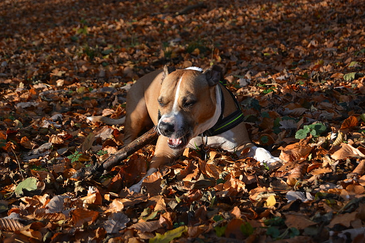 chien, automne, Amstaff, Pitbull, American staffordshire terrier, feuilles, plancher