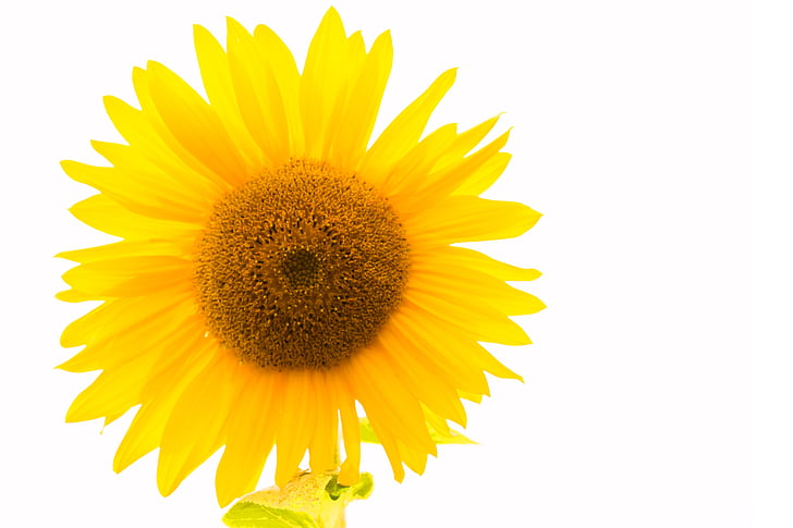 Sun flower, żółty, kwiat, Żółty kwiat, kwiat, Bloom, Natura