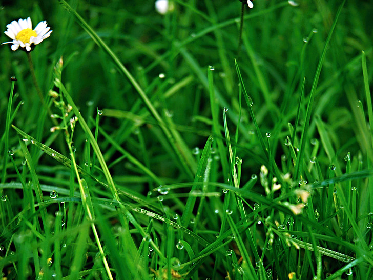gräs, grön, dagg, droppar, Daisy, makro, gräsmatta