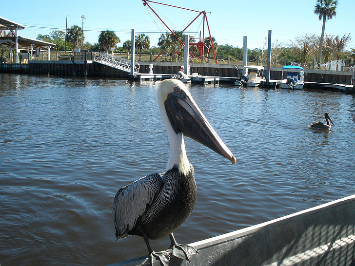 Pelikan, Wasser, Florida, Tierwelt, Vogel, Pelikane, Federn