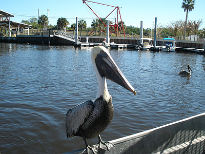 Пеликан, вода, Флорида, дива природа, птица, пеликани, пера