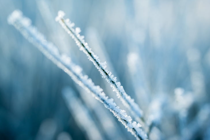 ice, eiskristalle, frost, winter, broom, branch, frozen