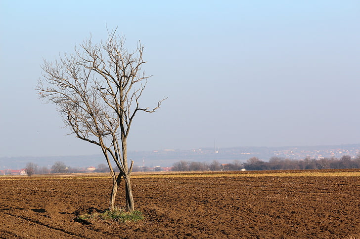 tree, landscape, nature, soil, ground, sky, agronomy