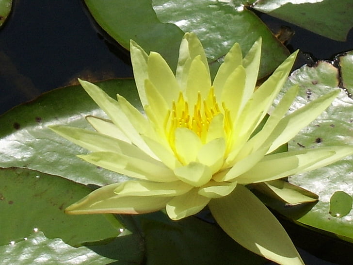 Lotus, Lotus blossom, blomma, Anläggningen, vatten, gul, naturen