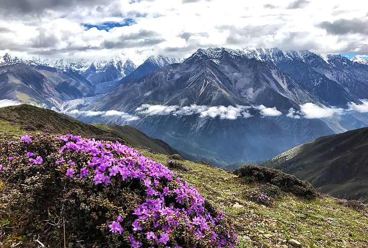 gongga snow mountain, felhő, gyalog, hegymászó, virág, Sub-mei pass