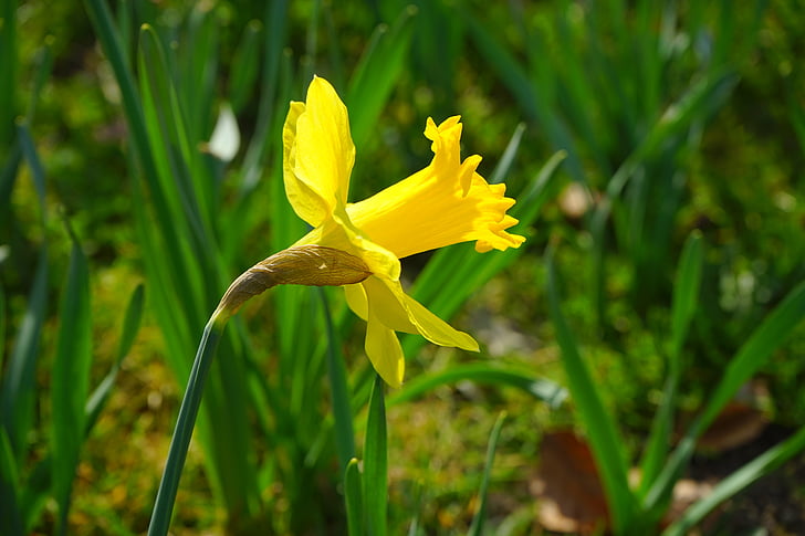 Narcis, nazisse, kvet, kvet, kvet, žltá, jar