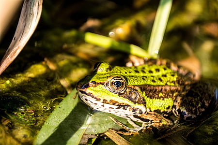 grenouille, vert, Pologne, Lac, nature, jezoro, feuille
