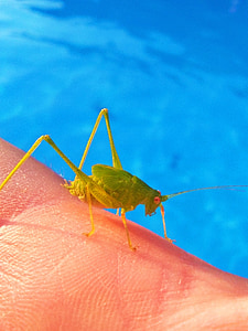 grasshopper, lobster, small, tiny, green grasshopper