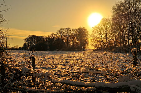 Zlatni, Sunce, scena, snijeg, krajolik, stabla, ograda