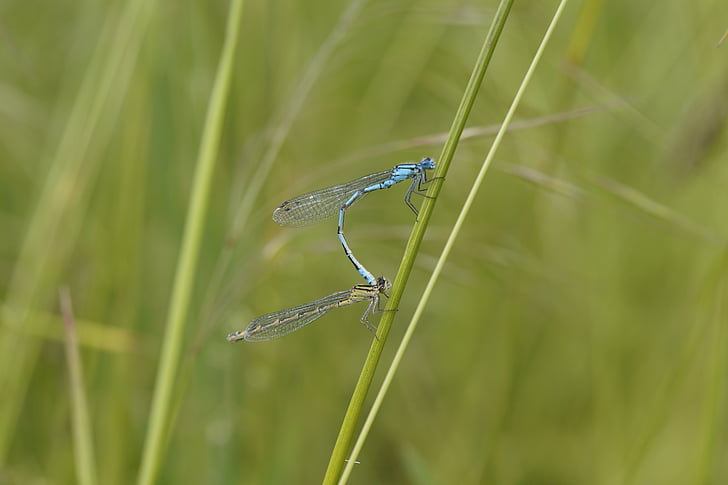 Dragonfly, muži, hmyz, malé, modrá, přihrádek dragonfly, Reed