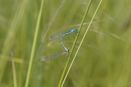 Dragonfly, hanner, insekt, lille, blå, placeringer dragonfly, Reed
