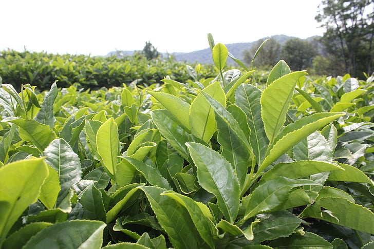 thé, plantation de thé, plantes, feuille, Agriculture, ferme, nature