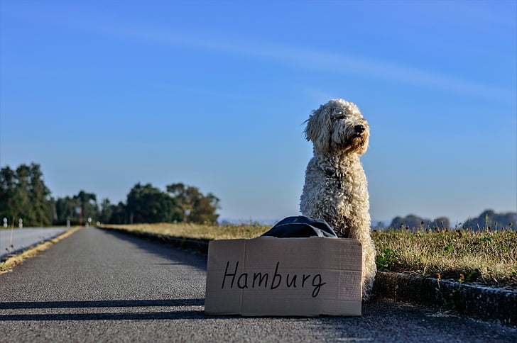 hitcher, hitch-hike, dog, road, travel, wanderer, loneliness