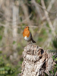 Robin, tronc, fosse-roig, oiseau, un animal, se percher, faune animale
