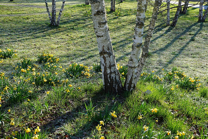 birch, park, nature, green