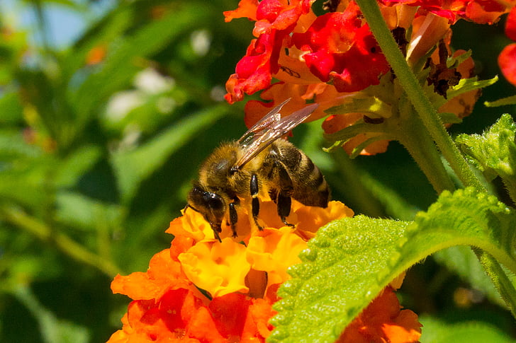 Бджола, цвітіння, цвітіння, квітка, Природа, літо, посипати