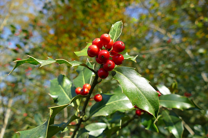 Holly, Herbst, Beeren, rot