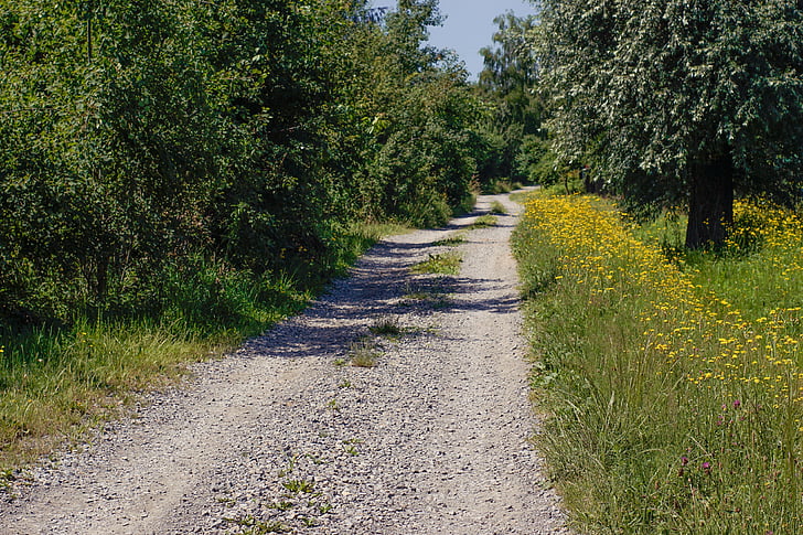 way, tree, flowers, shoulder, dirt road, sunny day, summer