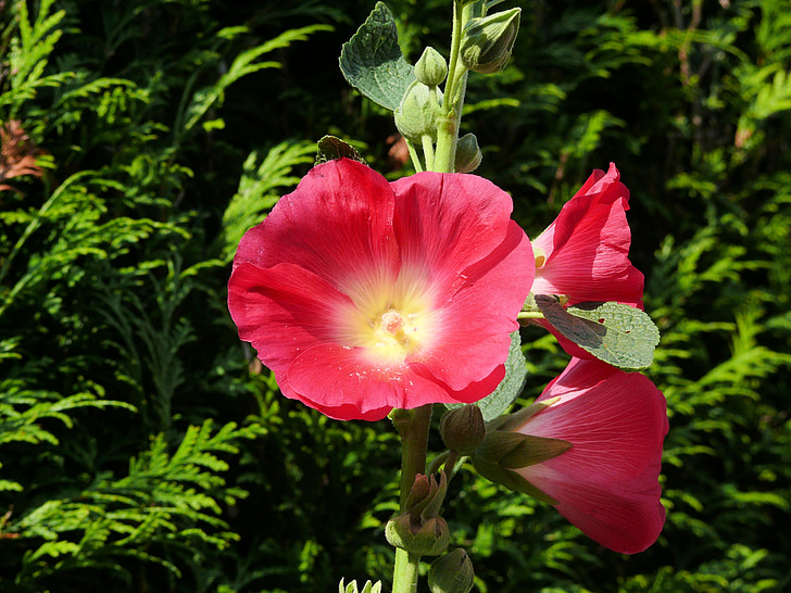 blomster, Almindelig Stokrose, lyse pink, blomst, Bloom, Pink hollyhock