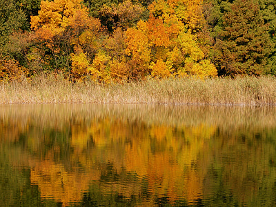 rudenį, ežeras, medžiai, lapų, veidrodis, feerie, geltona