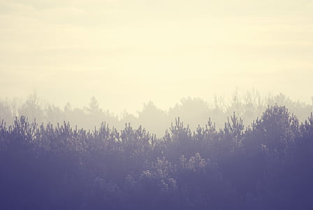 trees, landscape, forest, mist, fog, season, mystic
