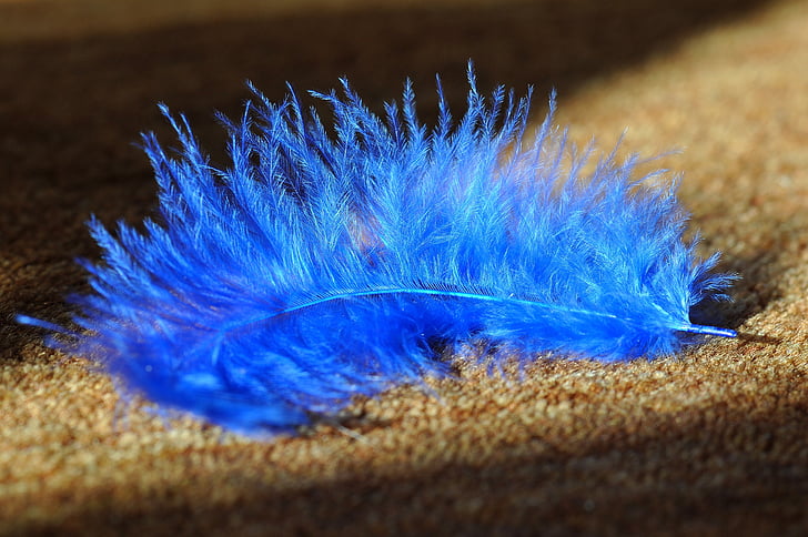 spring, blue, animal springs, bird feather, airy, tender, soft