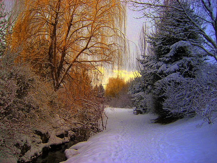 fred, paisatge, a l'exterior, temporada, neu, arbres, temps