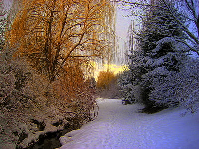 zimno, krajobraz, na zewnątrz, sezon, śnieg, drzewa, Pogoda