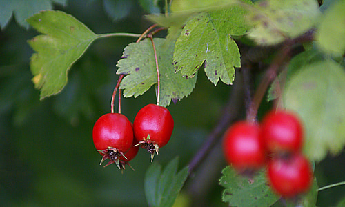 Crataegus, fruit de l’aubépine, fruits, rouge, végétation, nature, automne