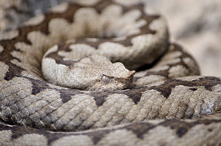 Horned viper, odze, čūska, Brown horned viper, Vipera ammodytes, brūns čūska, bīstams