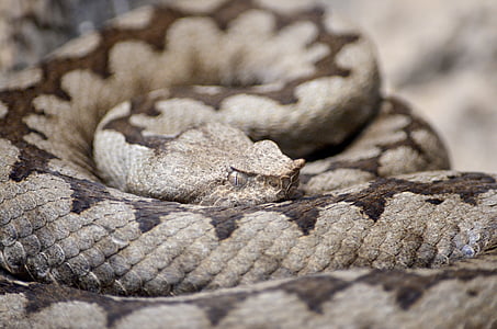 horned viper, viper, snake, brown horned viper, vipera ammodytes, brown snake, dangerous