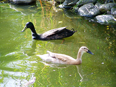 kačice Indický bežec, čierna a svetlé hnedé kačice, vtáky, kačice, jazero, rieka, Park