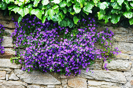 Campanules, fleurs, domaine, Purple, bleu, floraison, été