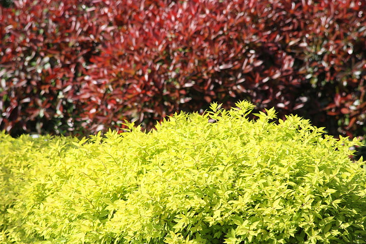 arbustos, fulles, color, arbust, vermell, groc, colors