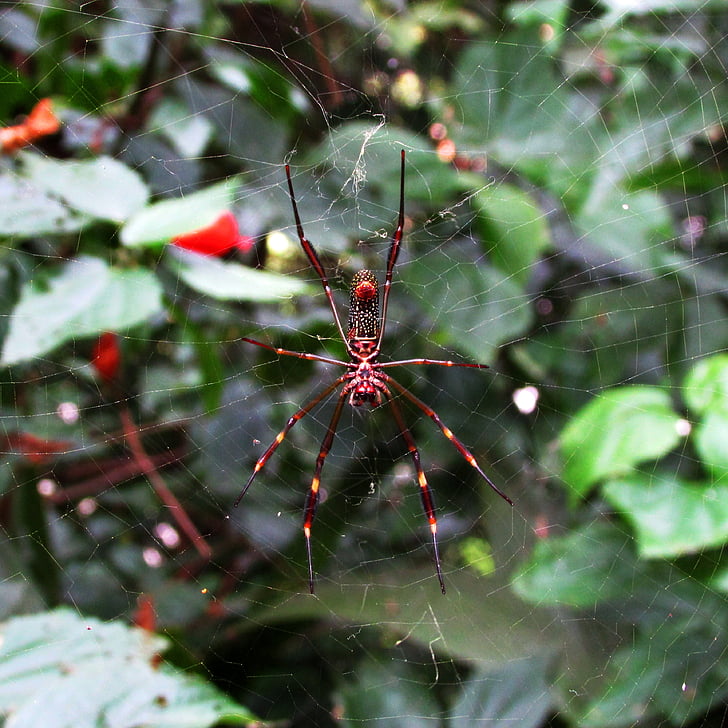 αράχνη, Web, έντομο, αραχνοειδές έντομο, μακροεντολή