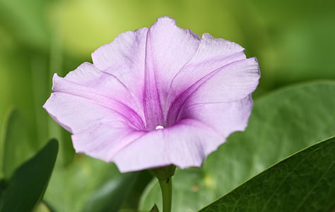 flower, purple, purple flowers, nature, floral, spring, natural