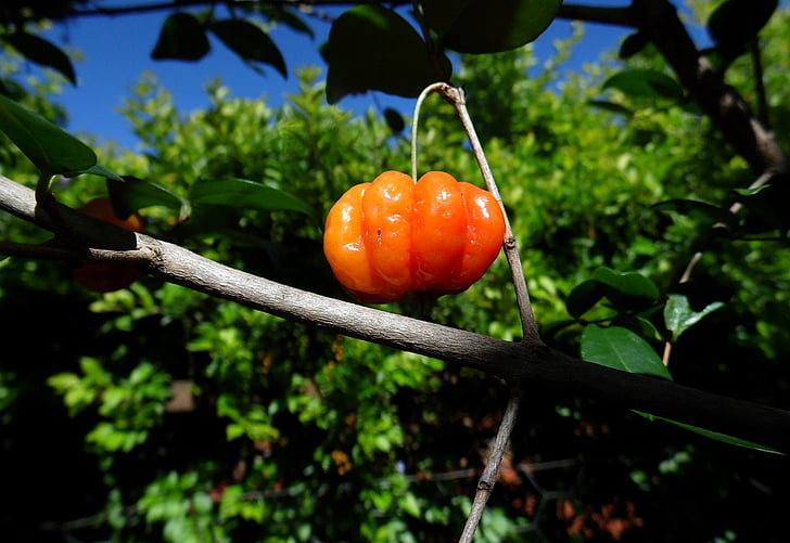 pitangueira, tree, cherry, fruit, nature