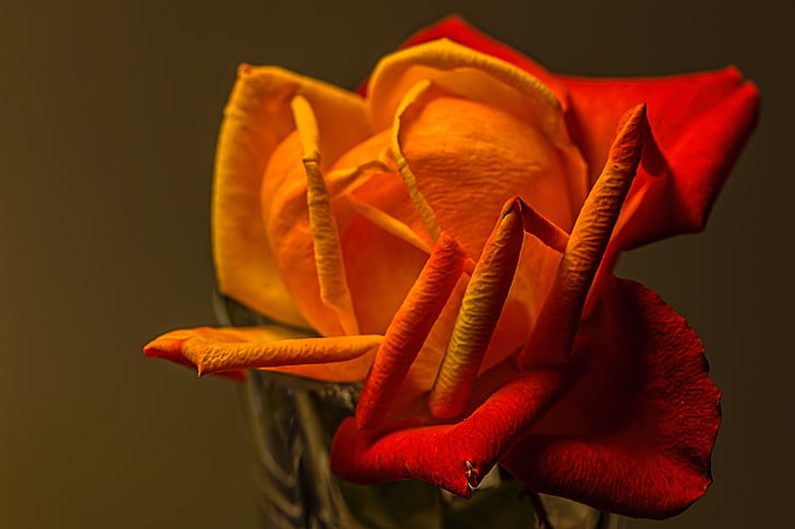 Rosa, groc, romàntic, pètal, Romanç, flor, color taronja