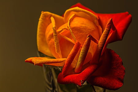 Róża, żółty, romantyczny, Płatek, romans, kwiat, kolor pomarańczowy