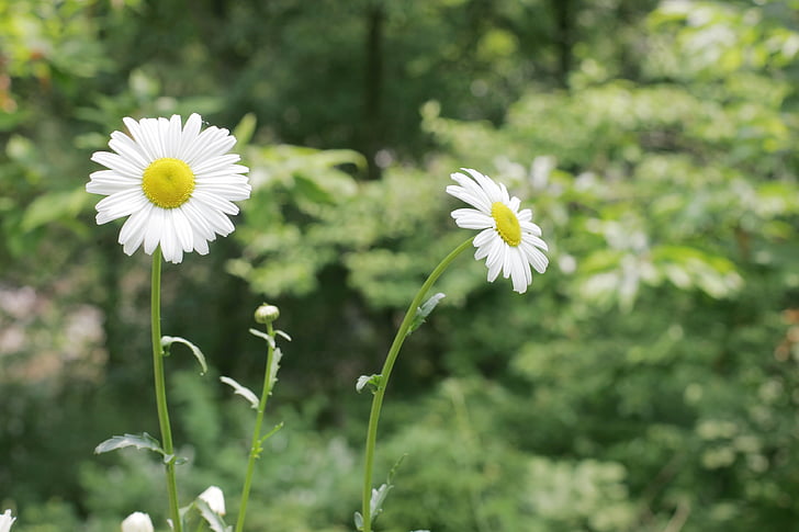 Дейзі, квіти, Біла квітка, Весна, Республіка Корея, їх мами, кошлатий