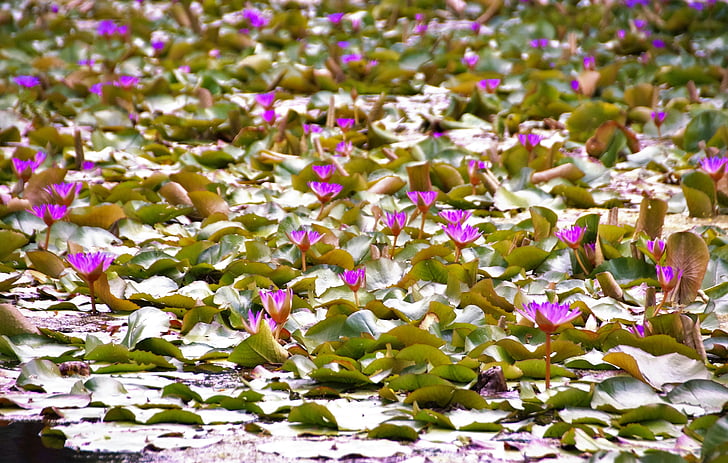 waterlily, water-plant, hevíz, thermal water, water lily, water flower
