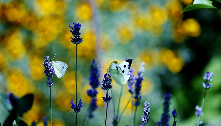 butterfly, flowers, insects, colorful, nature, flower, springtime