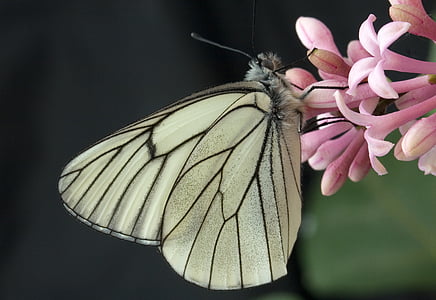 fjäril, makro, insekt, naturen, vit, Butterfly - insekt, djur wing